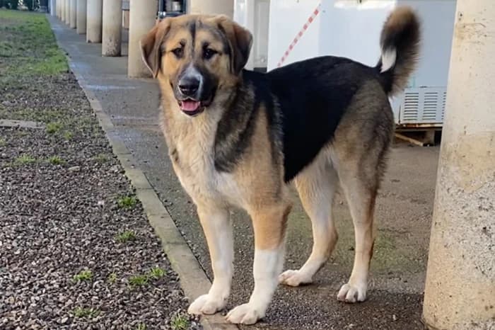 ALASKA, female young mixed breed for adoption at Protezione Animali Legnano