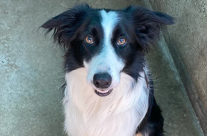 ALEX, male 6yo Border Collie for adoption at Protezione Animali Legnano