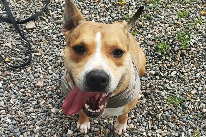 ALFA, female 4yo Pit Bull Terrier for adoption at Protezione Animali Legnano