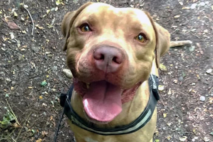 ARGO, male senior Cane Corso for adoption at Protezione Animali Legnano