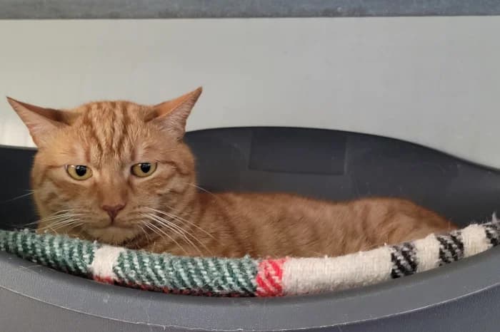 ASDRUBALE, 6yo Mixed Breed for adoption at Protezione Animali Legnano