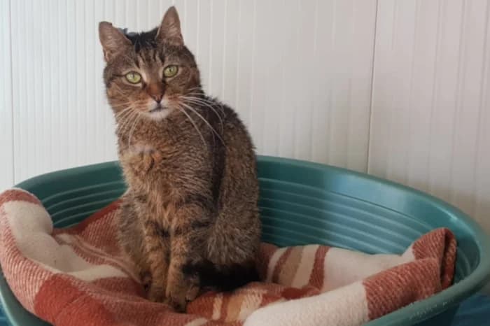 AUDREY, senior Mixed Breed for adoption at Protezione Animali Legnano