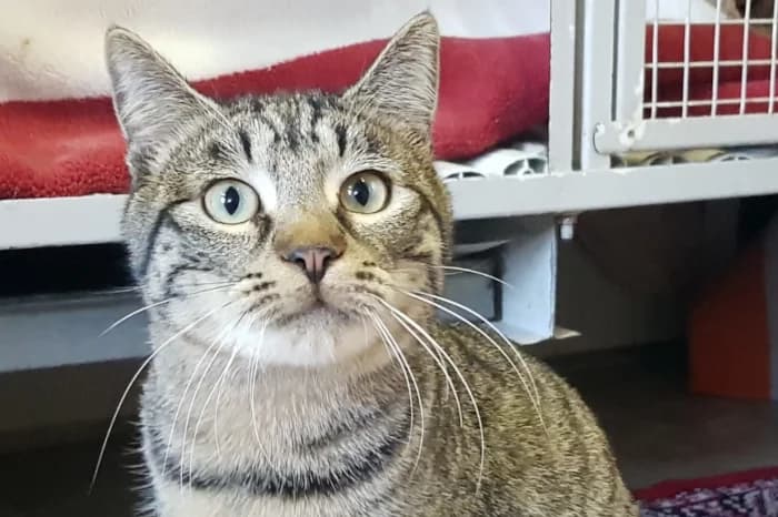 BANTI, 5yo Mixed Breed for adoption at Protezione Animali Legnano