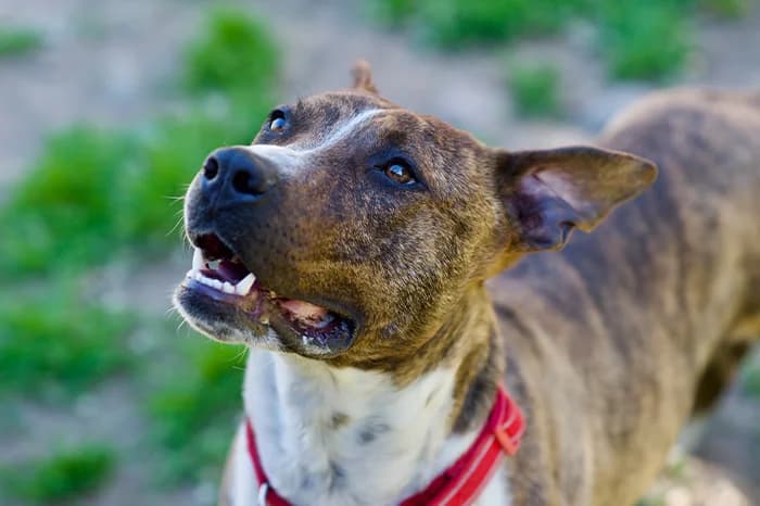 BAROLO, male 3yo Pit Bull Terrier for adoption at Protezione Animali Legnano