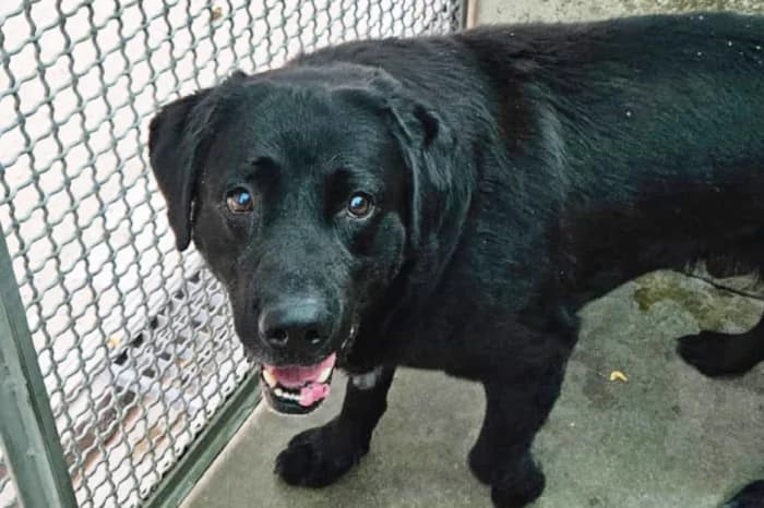 BOSS, male senior Labrador Retriever for adoption at Protezione Animali Legnano