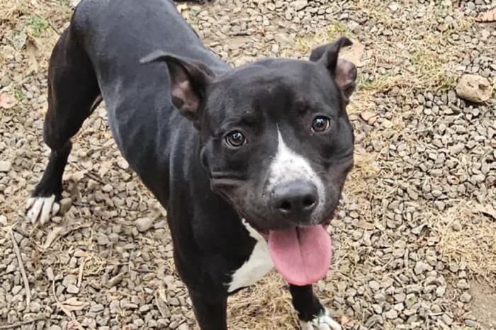 BRAVO, male young American Staffordshire Terrier for adoption at Protezione Animali Legnano