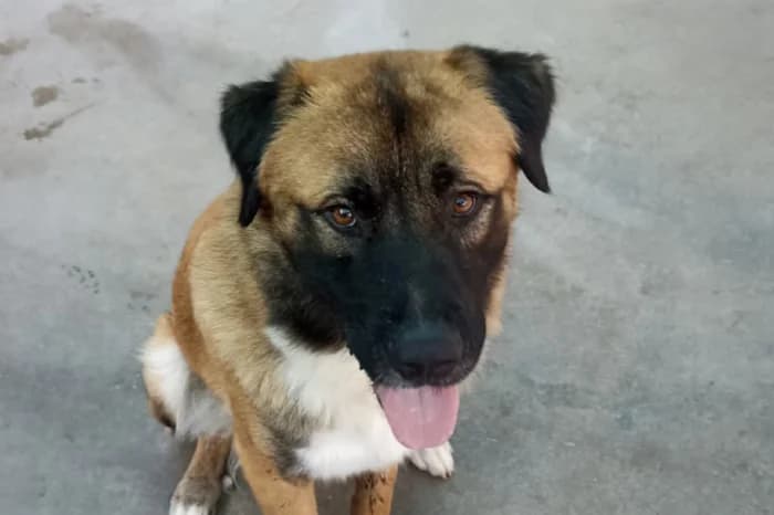 BUD, male 3yo mixed breed for adoption at Protezione Animali Legnano