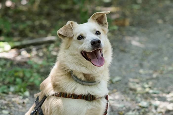 CAKE, male senior mixed breed for adoption at Protezione Animali Legnano