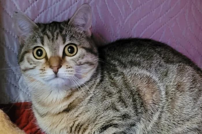 CAPRICCIOSA, 5yo Mixed Breed for adoption at Protezione Animali Legnano