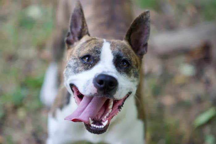 CHANEL, female 4yo Pit Bull Terrier for adoption at Protezione Animali Legnano