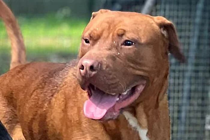 CIOCCOLAT, male young Pit Bull Terrier for adoption at Protezione Animali Legnano