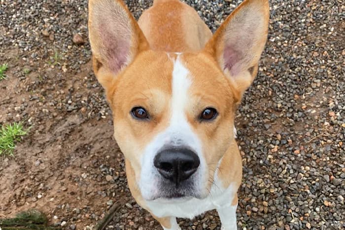 CLEMENTINO, male 3yo mixed breed for adoption at Protezione Animali Legnano