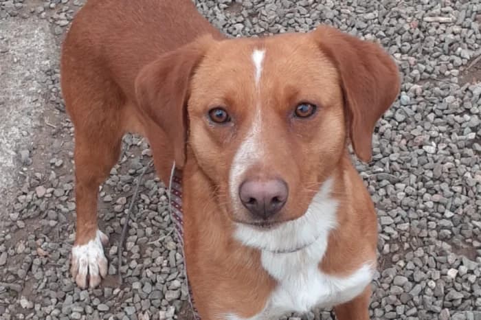 COLIBRì, male young mixed breed for adoption at Protezione Animali Legnano