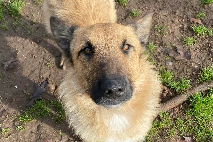 CORALLO, male young mixed breed for adoption at Protezione Animali Legnano