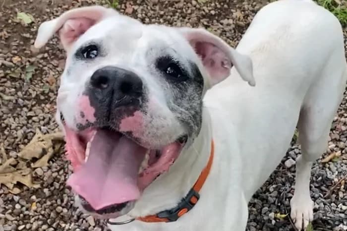 CUMA, female 4yo Dogo Argentino for adoption at Protezione Animali Legnano