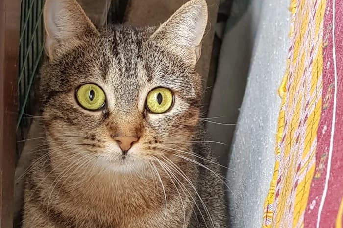 DEA, 5yo Mixed Breed for adoption at Protezione Animali Legnano