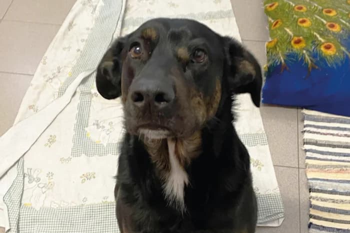 DESI, female 5yo mixed breed for adoption at Protezione Animali Legnano