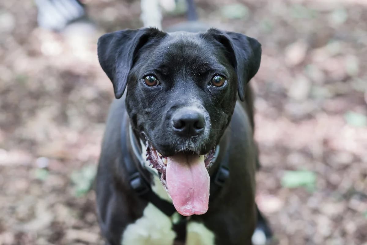 DOGO, male senior Pit Bull Terrier for adoption at Protezione Animali Legnano