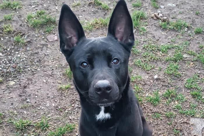 DRY, male young mixed breed for adoption at Protezione Animali Legnano