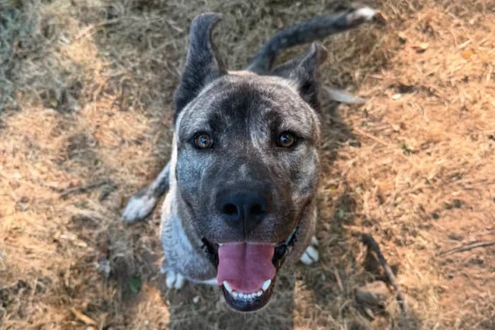 EDO, male young mixed breed for adoption at Protezione Animali Legnano