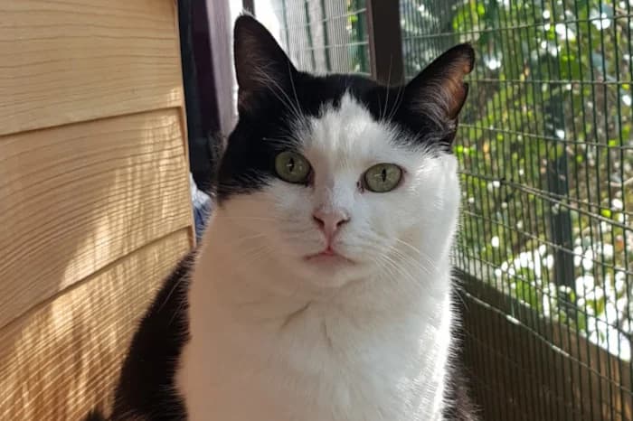 FACCINA, senior Mixed Breed for adoption at Protezione Animali Legnano