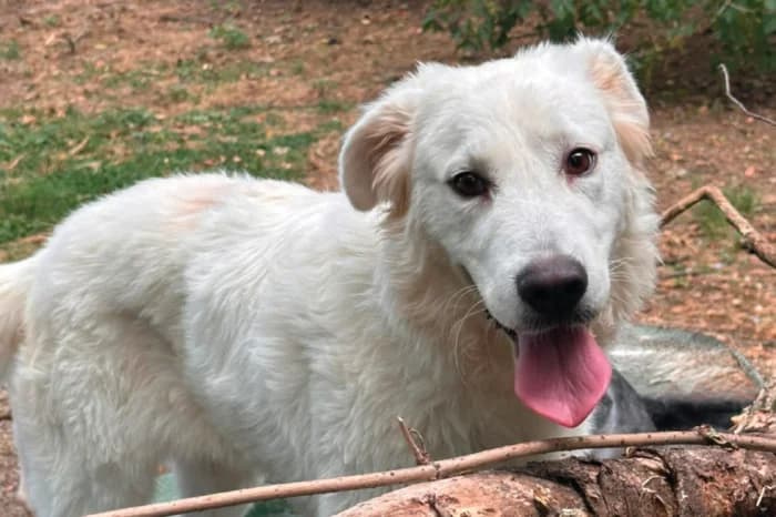 FANNY, female young mixed breed for adoption at Protezione Animali Legnano