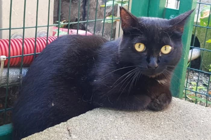 FURBY, 7yo Mixed Breed for adoption at Protezione Animali Legnano