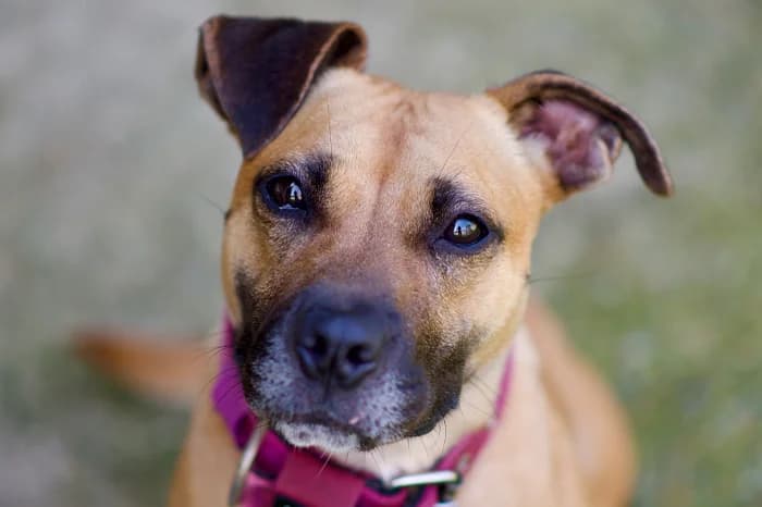 GABRI, female 3yo mixed breed for adoption at Protezione Animali Legnano