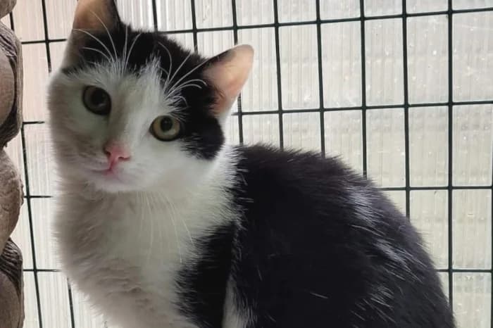 GALLETTA, 4yo Mixed Breed for adoption at Protezione Animali Legnano