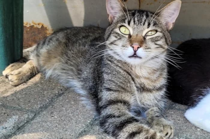 GATTINONI, 4yo Mixed Breed for adoption at Protezione Animali Legnano