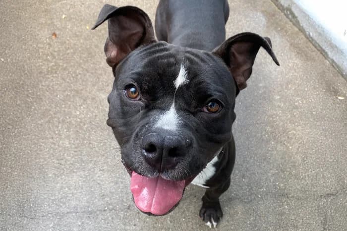 GERONIMO, male 5yo Pit Bull Terrier for adoption at Protezione Animali Legnano