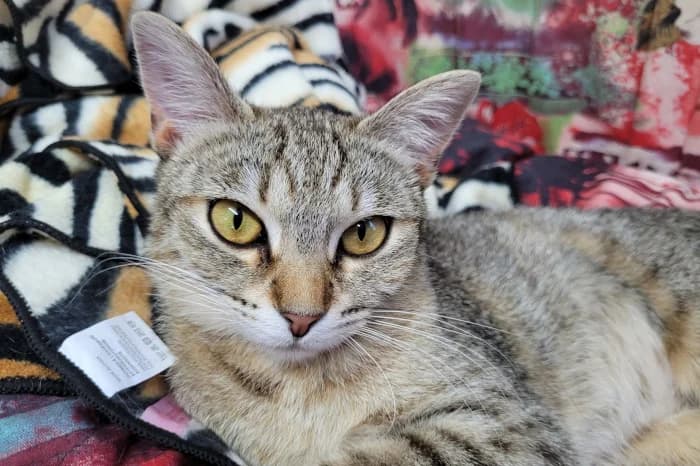 GISELE, 4yo Mixed Breed for adoption at Protezione Animali Legnano