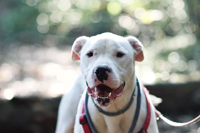 HOKUTO, male senior mixed breed for adoption at Protezione Animali Legnano