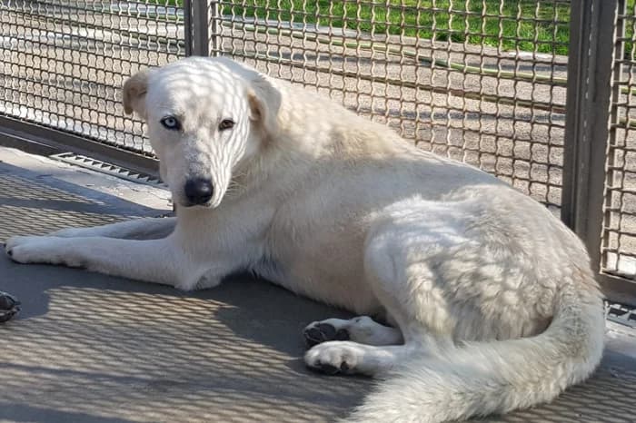 INVERNO, male 3yo mixed breed for adoption at Protezione Animali Legnano
