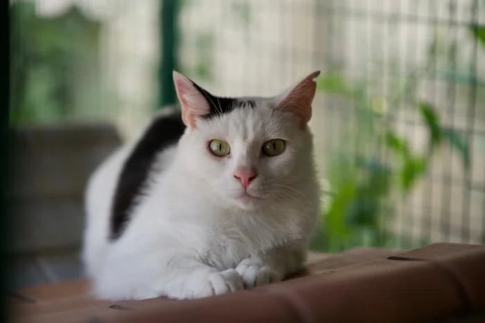 KITTY, senior Mixed Breed for adoption at Protezione Animali Legnano