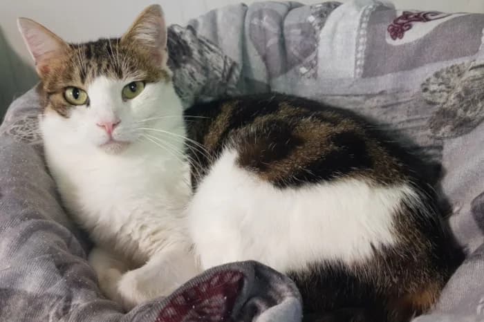 LORD, 5yo Mixed Breed for adoption at Protezione Animali Legnano