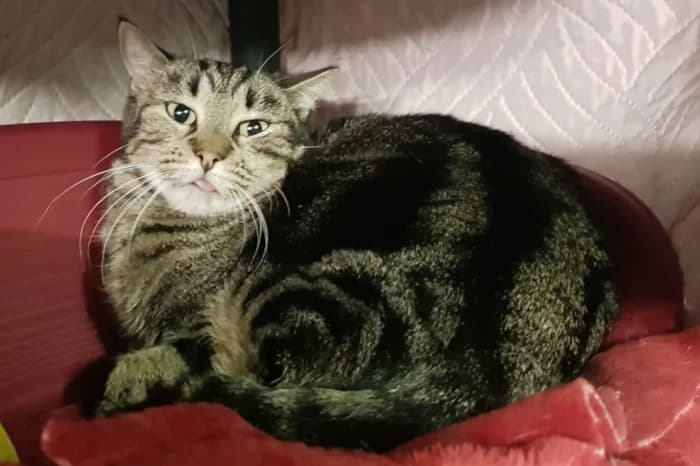 LUPO, senior Mixed Breed for adoption at Protezione Animali Legnano
