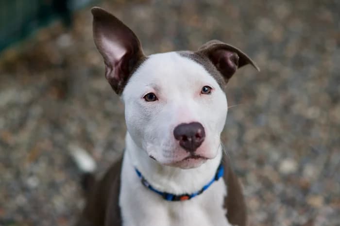 MACCHIA, male young Pit Bull Terrier for adoption at Protezione Animali Legnano