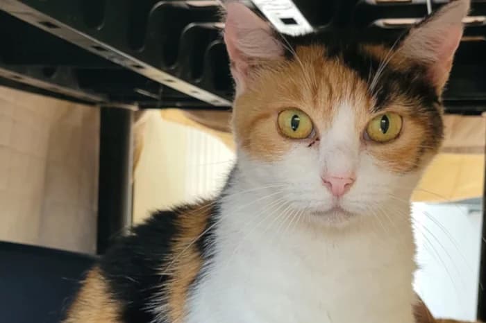 MARILLA, senior Mixed Breed for adoption at Protezione Animali Legnano