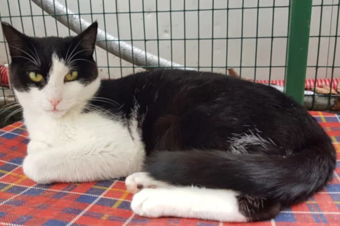 MARNI, 7yo Mixed Breed for adoption at Protezione Animali Legnano