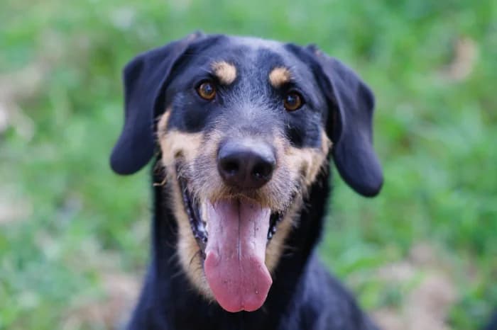 MERLO, male young mixed breed for adoption at Protezione Animali Legnano