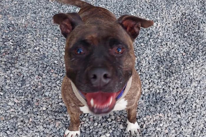 MIA, female 6yo Pit Bull Terrier for adoption at Protezione Animali Legnano