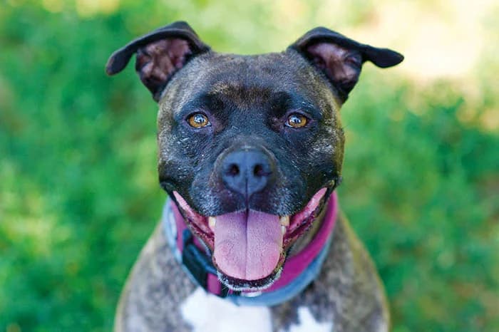 MIA, female 6yo Pit Bull Terrier for adoption at Protezione Animali Legnano