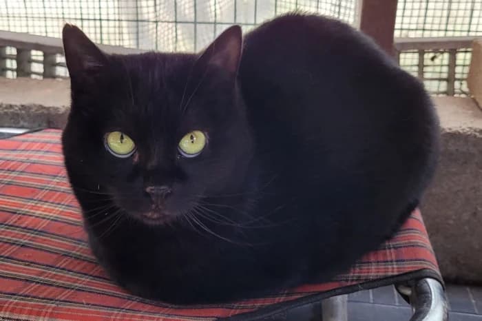 MICIA, 4yo Mixed Breed for adoption at Protezione Animali Legnano