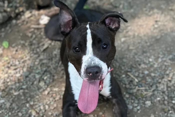 MULAN, female 4yo Pit Bull Terrier for adoption at Protezione Animali Legnano