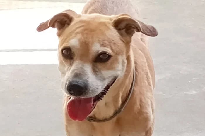 NATAN, male 6yo mixed breed for adoption at Protezione Animali Legnano