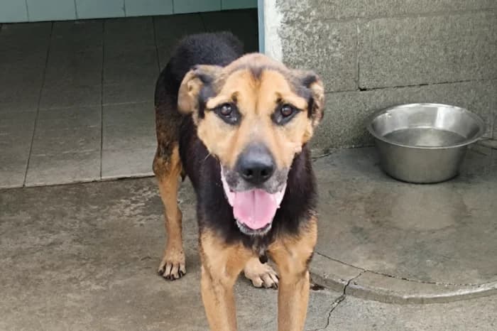 OMERO, male senior mixed breed for adoption at Protezione Animali Legnano