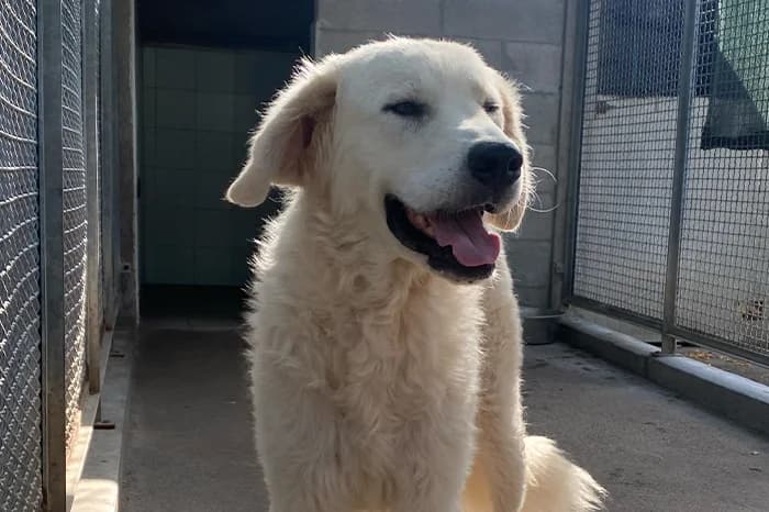ORFEO, male young mixed breed for adoption at Protezione Animali Legnano