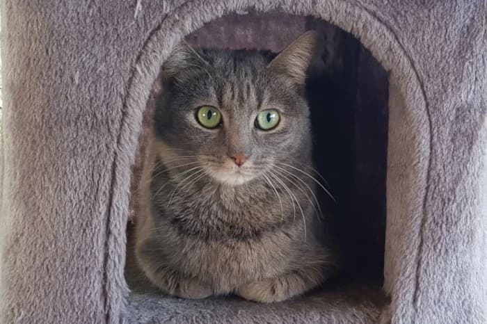 PEONIA, senior Mixed Breed for adoption at Protezione Animali Legnano