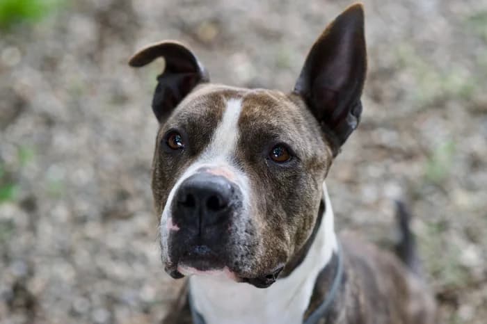 PEPITO, male senior Pit Bull Terrier for adoption at Protezione Animali Legnano